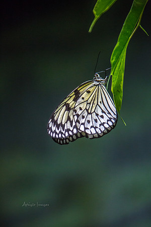 170801_Butterfly_3832