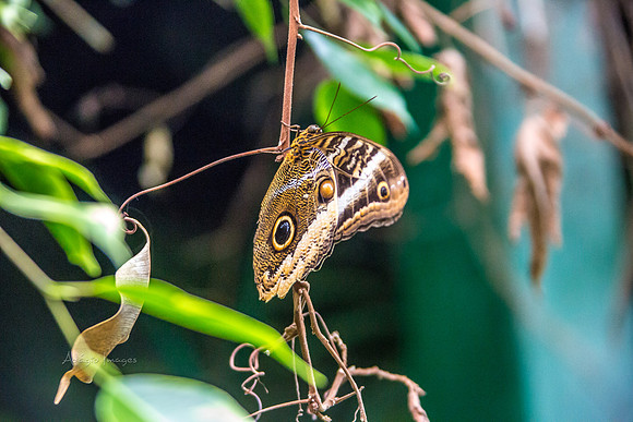 170801_Butterfly_3633
