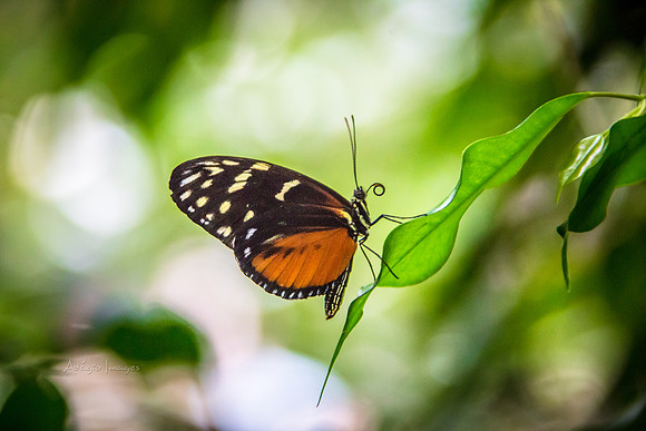 170801_Butterfly_3619