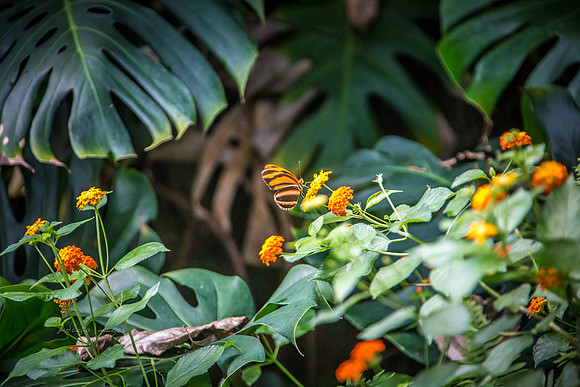170801_Butterfly_3688