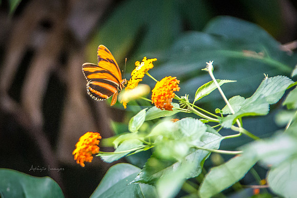 170801_Butterfly_3687