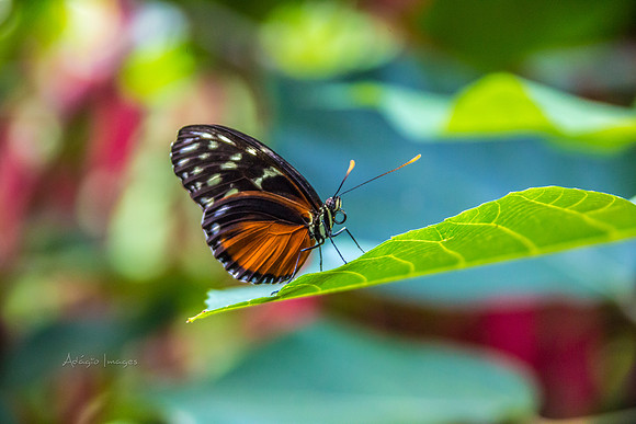 170801_Butterfly_3873