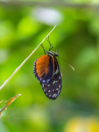 170801_Butterfly_3593