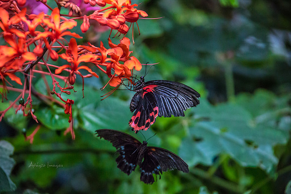 170801_Butterfly_3800