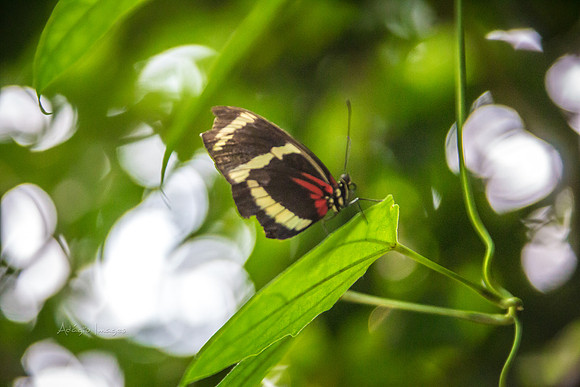 170801_Butterfly_3617