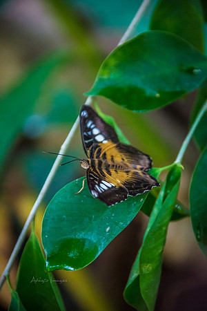 170801_Butterfly_3854