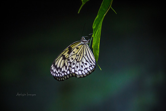 170801_Butterfly_3834