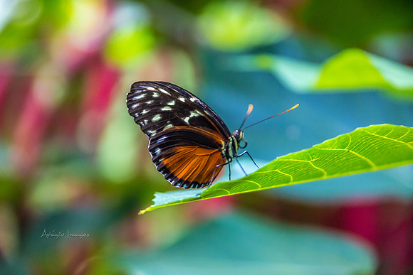 170801_Butterfly_3878