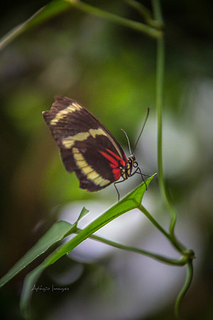 170801_Butterfly_3622