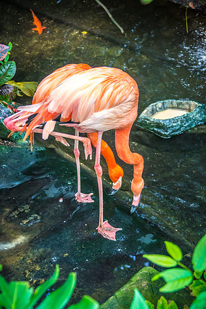 170801_Butterfly_3777