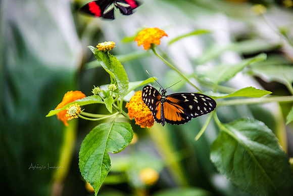 170801_Butterfly_3665