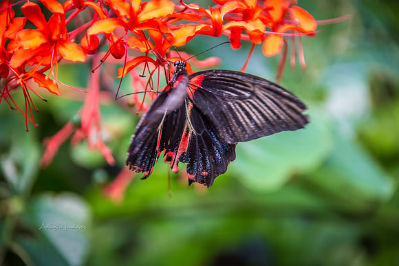 170801_Butterfly_3792