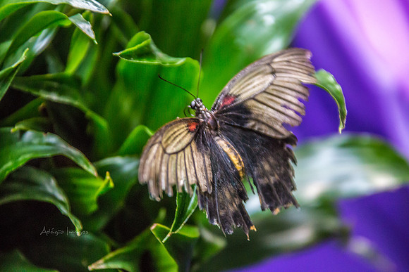 170801_Butterfly_3828