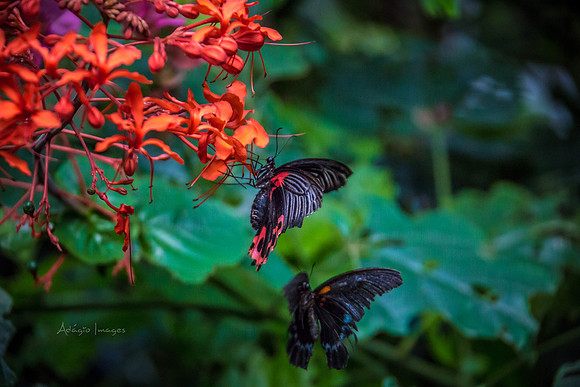 170801_Butterfly_3799