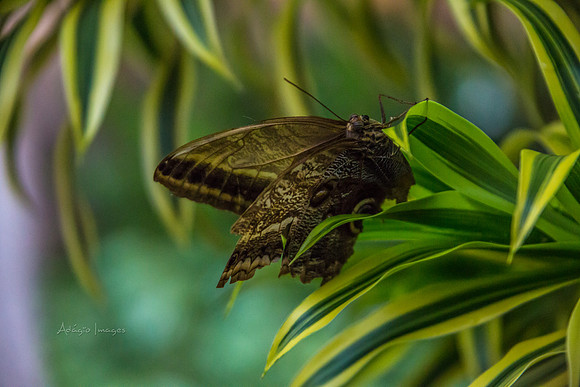 170801_Butterfly_3817