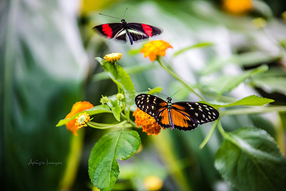 170801_Butterfly_3669