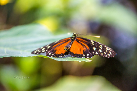 170801_Butterfly_3870