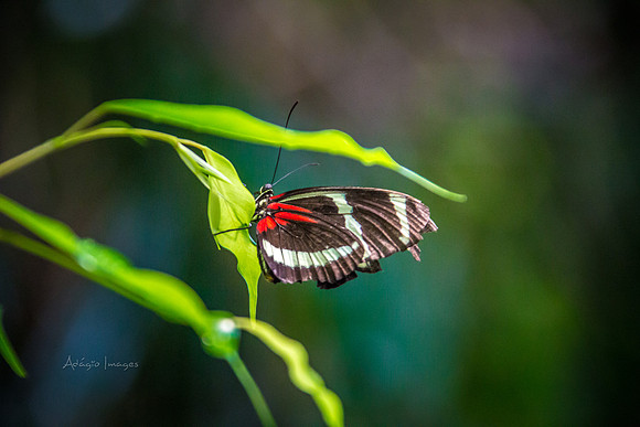 170801_Butterfly_3837