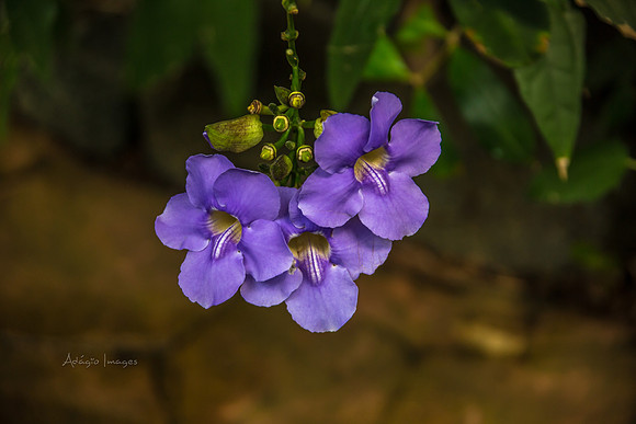 170801_Butterfly_3607