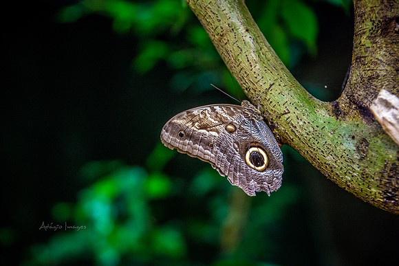 170801_Butterfly_3623
