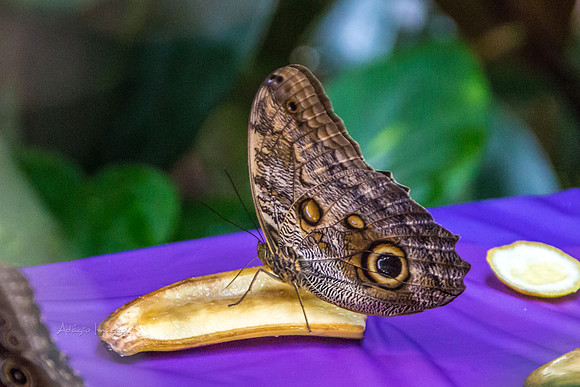 170801_Butterfly_3615