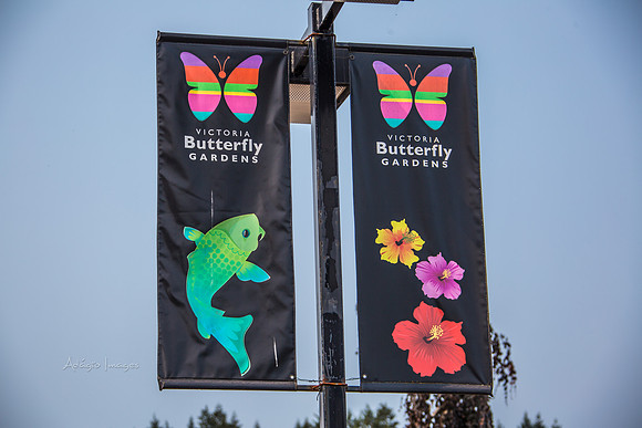 170801_Butterfly_3570