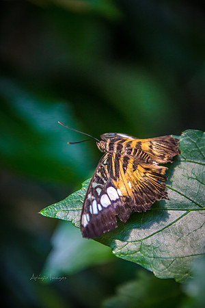 170801_Butterfly_3859