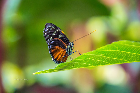 170801_Butterfly_3887