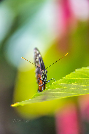 170801_Butterfly_3889