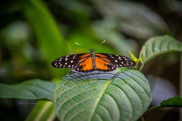 170801_Butterfly_3635