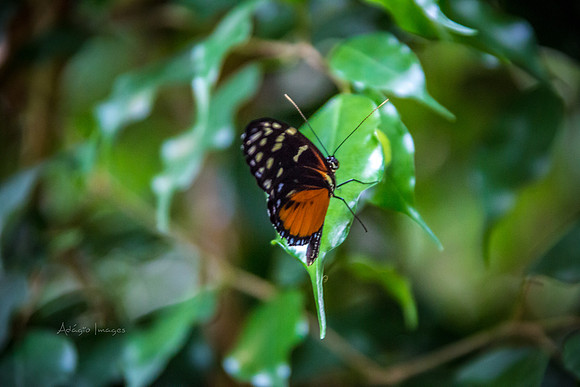 170801_Butterfly_3616