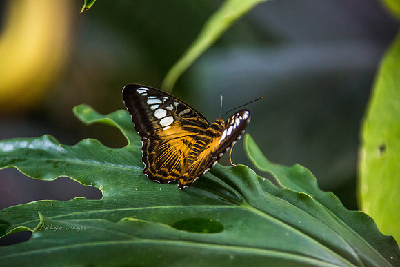 170801_Butterfly_3603