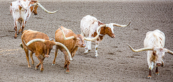 190723_Rodeo_020