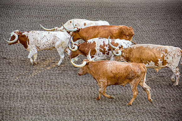 190723_Rodeo_017