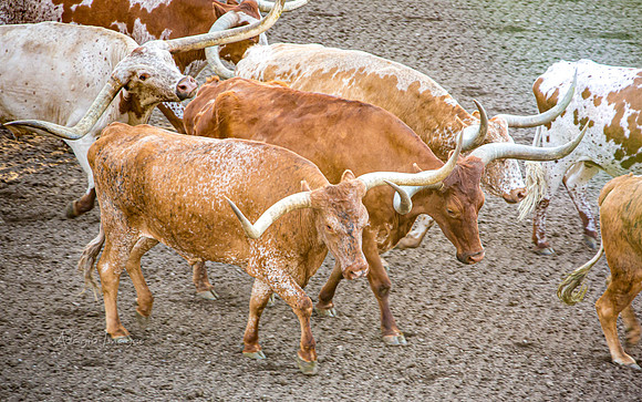 190723_Rodeo_023