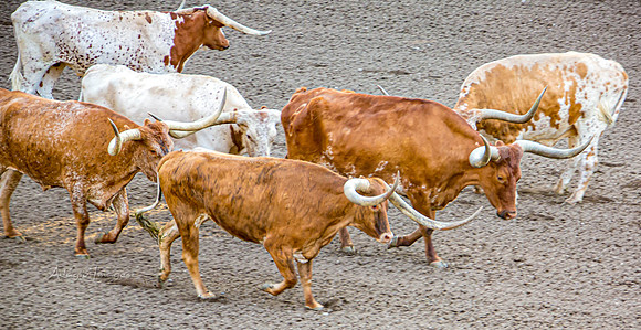 190723_Rodeo_022