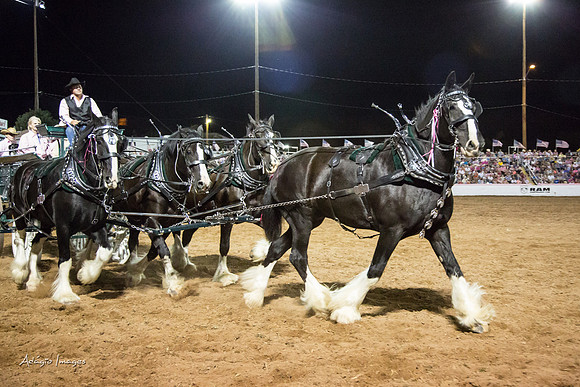 Dixie Roundup Rodeo 2013