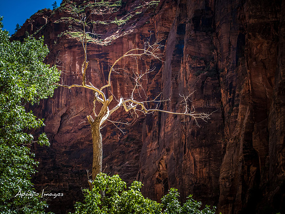 Zion National Park
