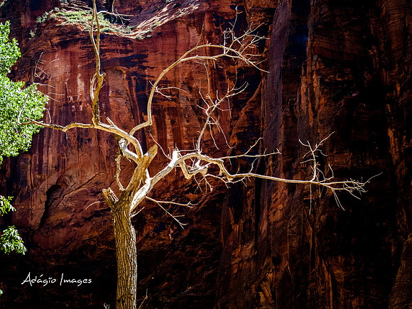 Zion National Park