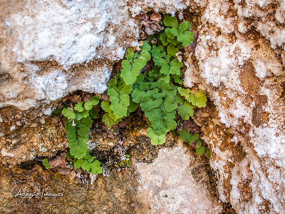 Zion National Park