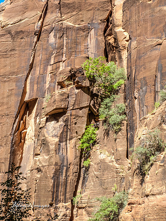 Zion National Park