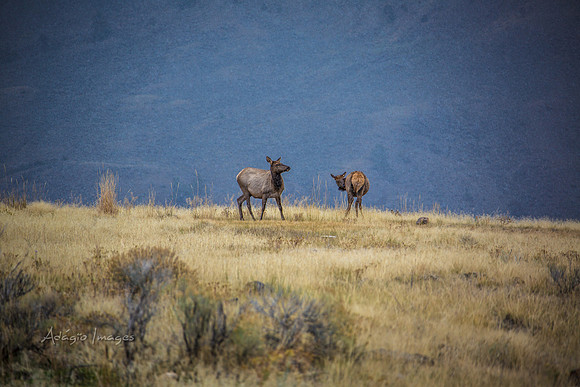 Yellowstone - Elk