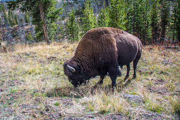 Yellowstone - Bison