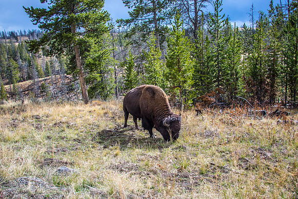 Yellowstone - Bison