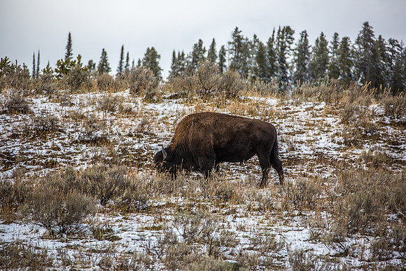 Yellowstone - Bison