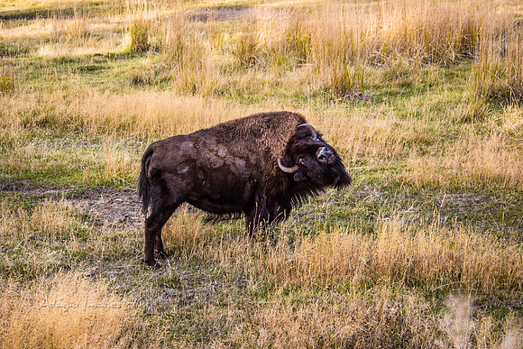 Yellowstone - Bison