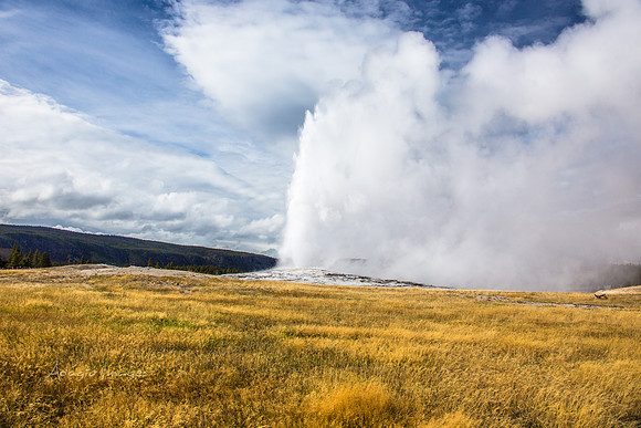 Yellowstone - Geyser
