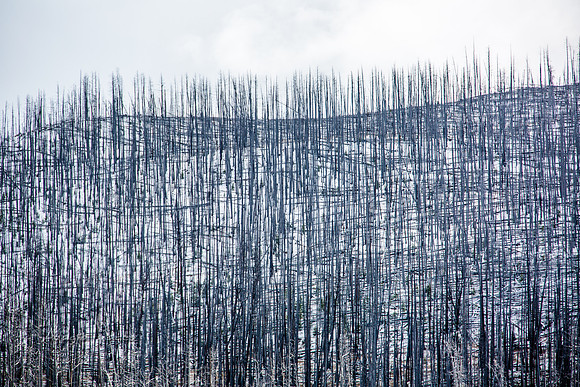 Yellowstone