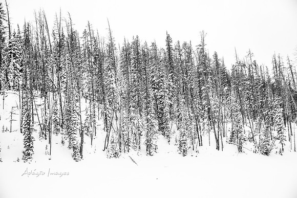 Yellowstone