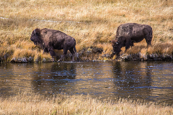 Yellowstone - Bison